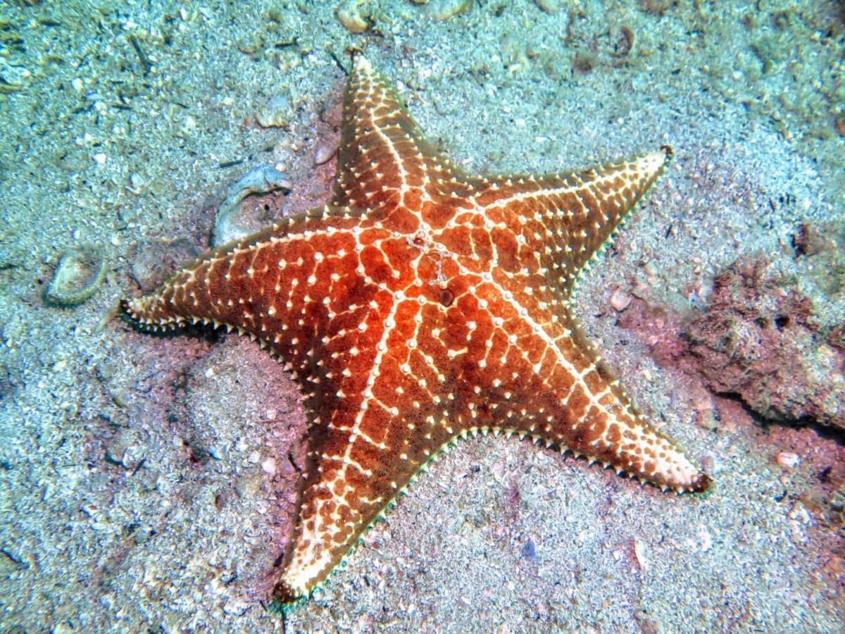 Praia Vermelha  Pousada E Mergulho Dolce Vita מראה חיצוני תמונה
